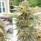 Julies Cookies (Big Head Seeds) Cannabis-Samen