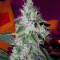 Midnight Kush (G13 Labs) Cannabis-Samen