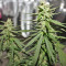 Northern Light x Big Bud Early Harvest (World of Seeds) Cannabis-Samen
