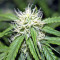 Northern Lights Autoflower feminisierte Samen (Seedstockers)