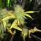 Northern Lights (Seedstockers) Cannabis-Samen