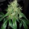 OG Kush Auto (Kera Seeds) Cannabis-Samen