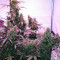 Skunk #1 Automatic (Sensi Seeds) Cannabis-Samen