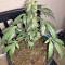 Super Auto Lemon Haze (Original Sensible Seeds) Cannabis-Samen