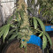 Super Auto Lemon Haze (Original Sensible Seeds) Cannabis-Samen