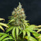 Trainwreck (Humboldt Seeds Organization) Cannabis-Samen