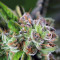 Watermelon Z (Pyramid Seeds) Cannabis-Samen