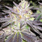 Wedding Cake (Big Head Seeds) Cannabis-Samen