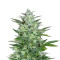 White Crystal Meth Auto strain