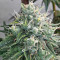 Alpha 21 feminisierte Samen (AlphaFem Seeds)