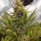 Amnesia Lemon Kush (Original Sensible Seeds) Cannabis-Samen