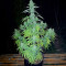 Delicious Cookies feminisierte Samen (Delicious Seeds)