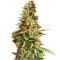 DO-SI-DOS (Cali Buds Seeds) Cannabis-Samen