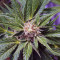 Glue Gelato Auto (Barney's Farm) Cannabis-Samen