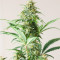 Godzilla Original Glue GG#4 feminisierte Samen (Herbies Seeds)