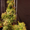 GG#4 Original Glue (Cali Buds Seeds) Cannabis-Samen