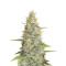 Meringue (Dutch Passion) Cannabis-Samen