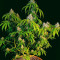 OG Kush Fast Version feminisierte Samen (EGS)