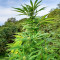 Passion #1 (Dutch Passion) Cannabis-Samen
