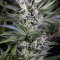 Quick Gorilla (Dinafem Seeds) Cannabis-Samen