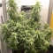 Green Crack Auto (Fast Buds) Cannabis-Samen zu verkaufen
