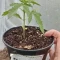 West Coast O.G. Auto (Fast Buds) Cannabis-Samen zu verkaufen