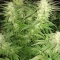 Eleven Roses (Delicious Seeds) Cannabis-Samen zu verkaufen