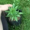 Gelato Auto Cannabis-Samen Kaufen