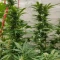 Gelato Auto Cannabis-Samen Kaufen