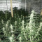 2046 Cannabis-Samen Kaufen