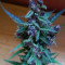 Lemonberry Haze Auto Cannabis-Samen Kaufen