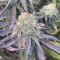 Mimosa EVO (Barney's Farm) Cannabis-Samen zu verkaufen