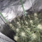 Gorilla Cookies Auto (Fast Buds) Cannabis-Samen zu verkaufen