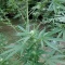 Kaufe Grandmommy Purple Samen feminisiert von Herbies Seeds