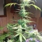 Kaufe Scarlet Skunk Autoflower Samen feminisiert von EGS