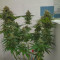 Sweet Skunk F1 Fast Version (Sweet Seeds) Cannabis-Samen zu verkaufen