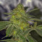 Wedding Cake (Original Sensible Seeds) Cannabis-Samen zu verkaufen