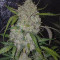 Gorilla Z Auto Cannabis-Samen Kaufen