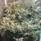 Wild Thailand (World of Seeds) Cannabis-Samen zu verkaufen