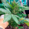 GG#4 Original Glue (Original Sensible Seeds) Cannabis-Samen zu verkaufen
