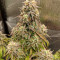 Pineapple Express Auto (Barney's Farm) Cannabis-Samen zu verkaufen