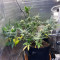 Tangie'matic Auto (Fast Buds) Cannabis-Samen zu verkaufen