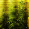 Critical Kush Cannabis-Samen Kaufen