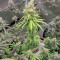 Sour Z cannabis strain