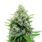 Afghan Skunk (Expert Seeds) Cannabis-Samen