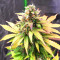 Apple Betty Auto-Samen (Herbies Seeds)