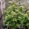 Automatic (Big Buddha Seeds) Cannabis-Samen