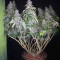 Big Bud (Seedstockers) Cannabis-Samen