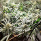 Blackberry Gum feminisierte Samen
