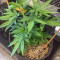 Bruce Banner #3 (BlimBurn Seeds) Cannabis-Samen